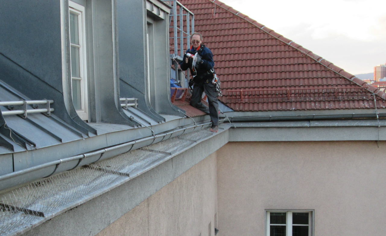 Kontrolle von Taubenspitzen auf Funktionalität